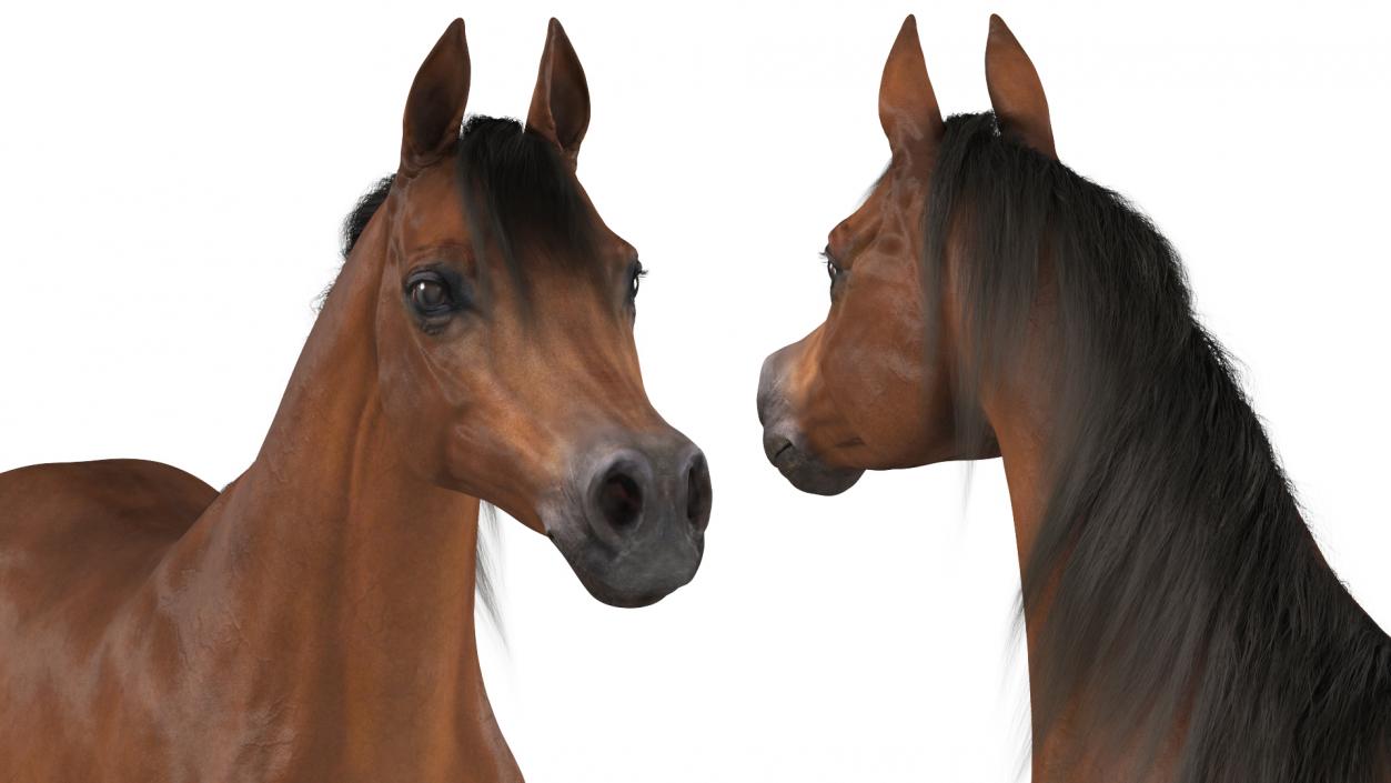 3D Arabian Horse Brown Fur model