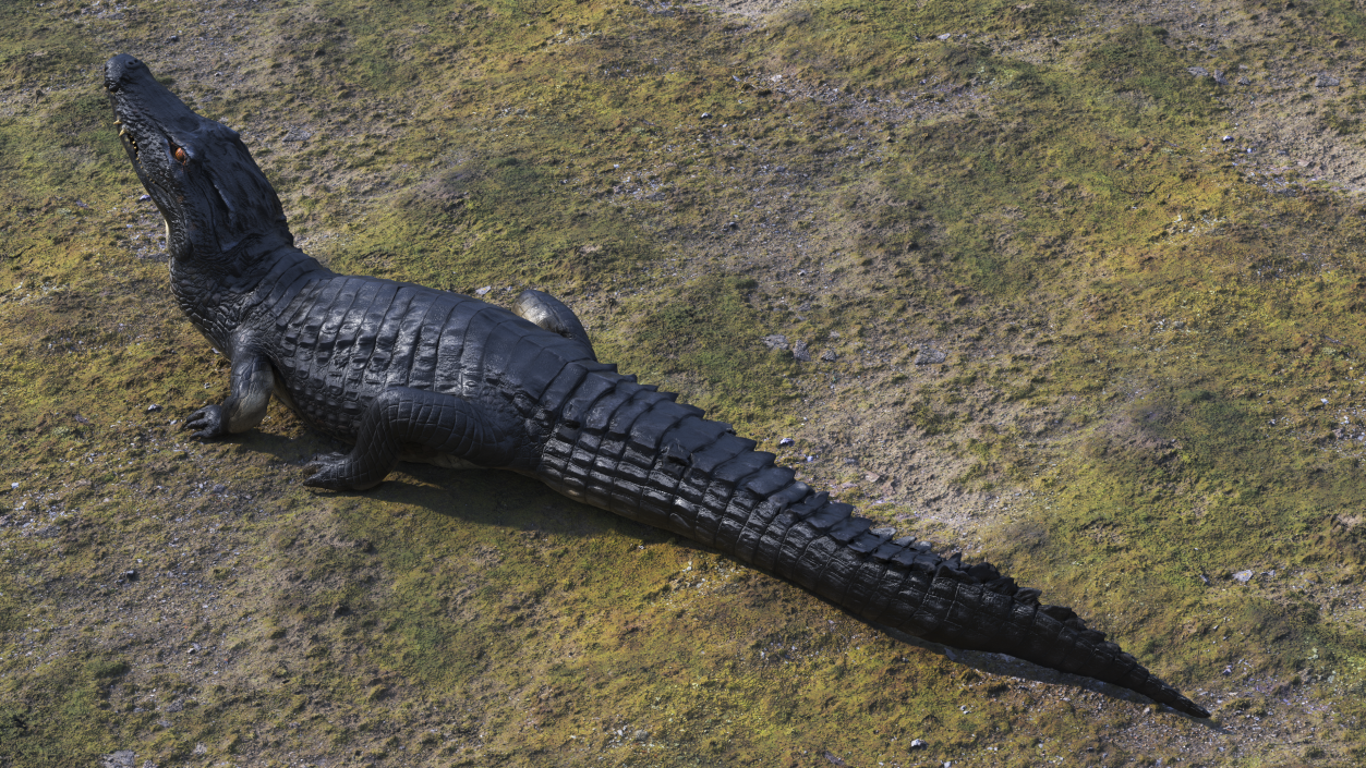 3D model Melanosuchus Niger Rigged