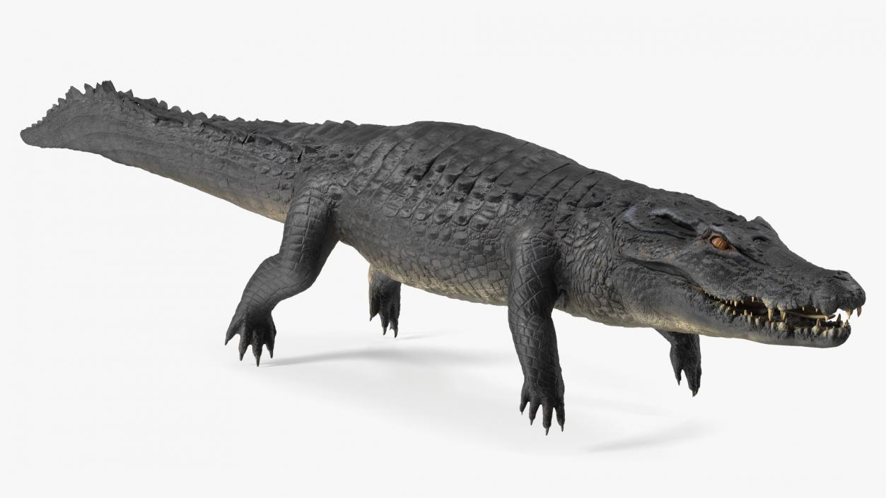 3D model Melanosuchus Niger Rigged