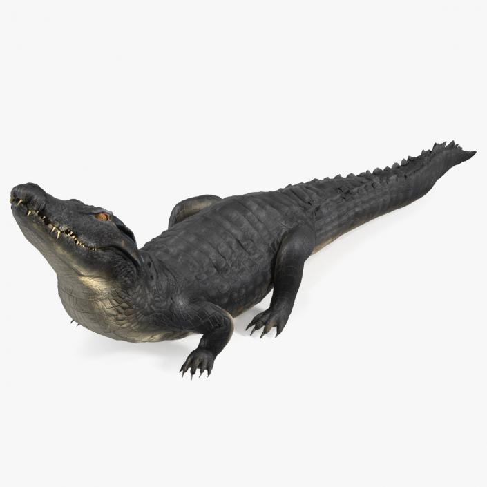 3D model Melanosuchus Niger Rigged