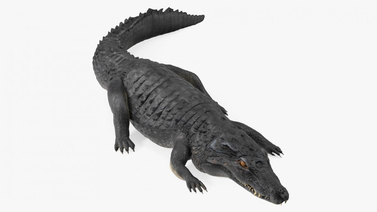 3D model Melanosuchus Niger Rigged