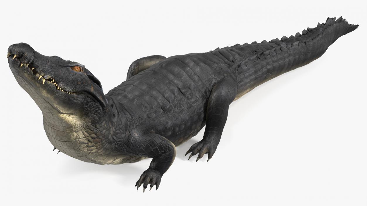 3D model Melanosuchus Niger Rigged