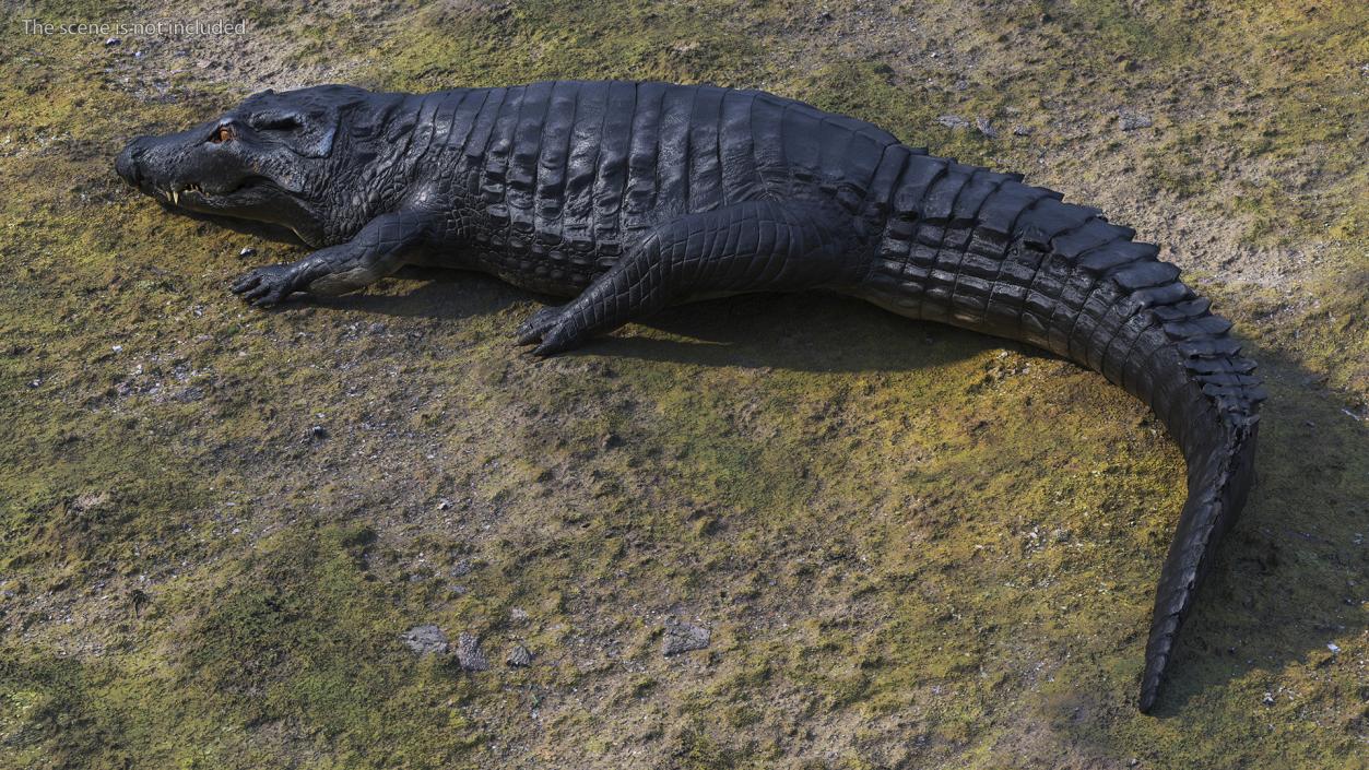 3D model Melanosuchus Niger Rigged