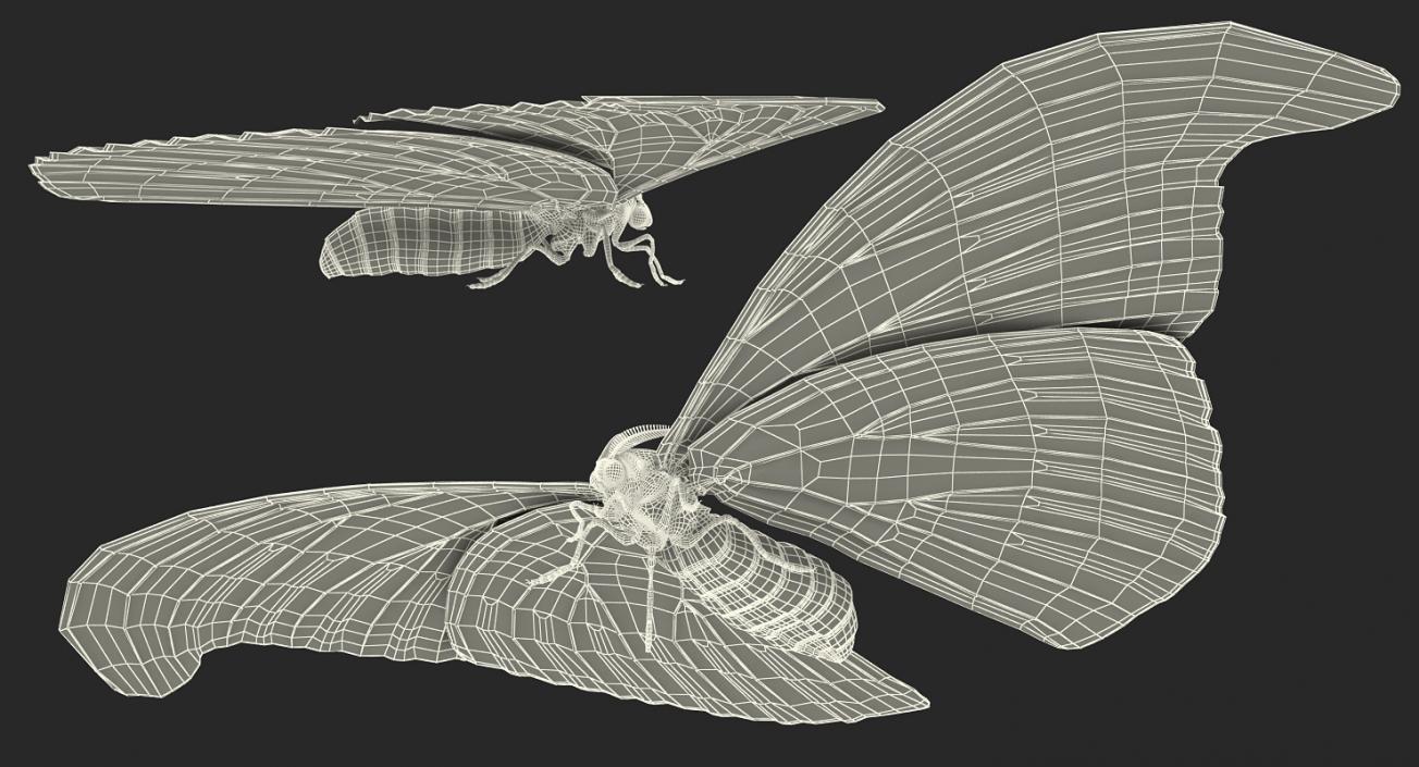 Atlas Moth Rigged 3D