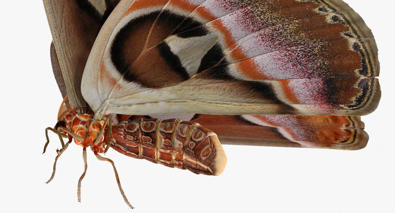 Atlas Moth Rigged 3D