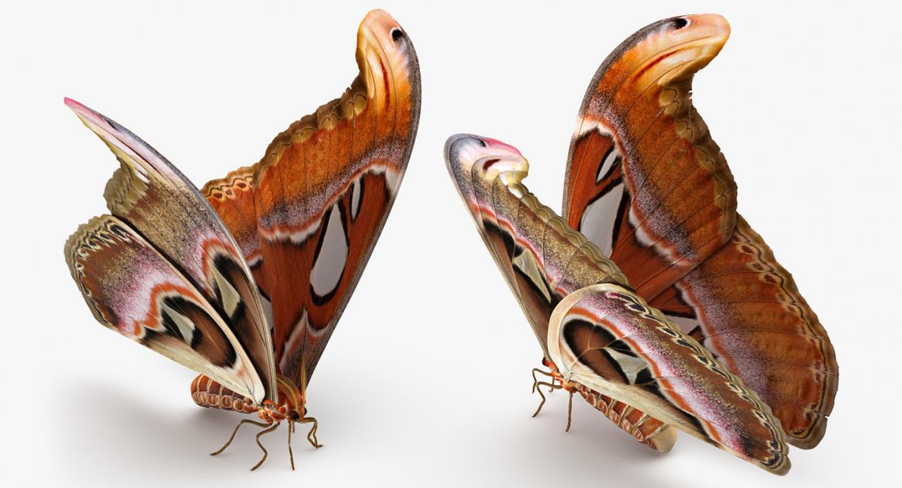 Atlas Moth Rigged 3D