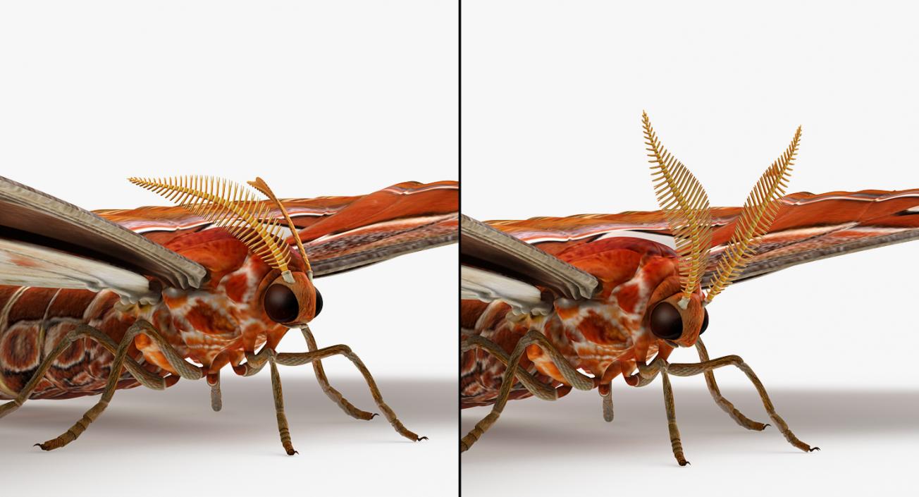 Atlas Moth Rigged 3D