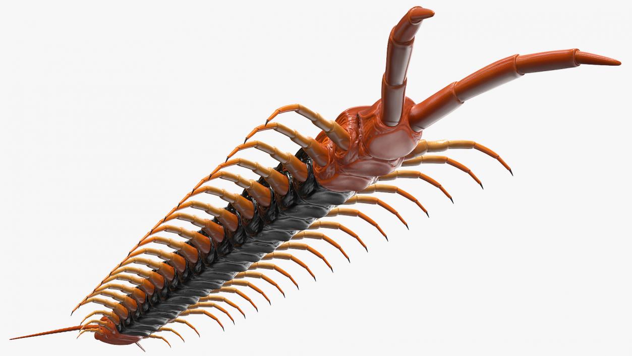 Giant Desert Centipede 3D