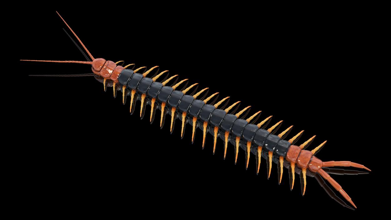 Giant Desert Centipede 3D