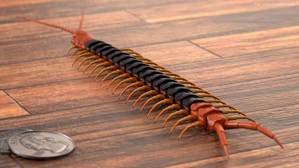 Giant Desert Centipede 3D