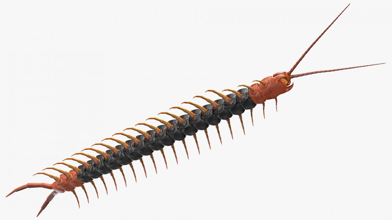 Giant Desert Centipede 3D