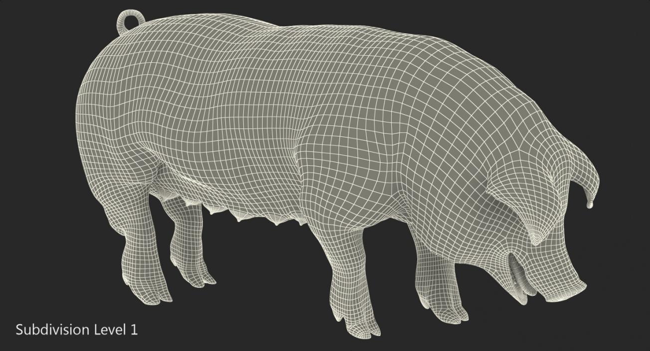 3D Hampshire Pig Sow Standing Pose