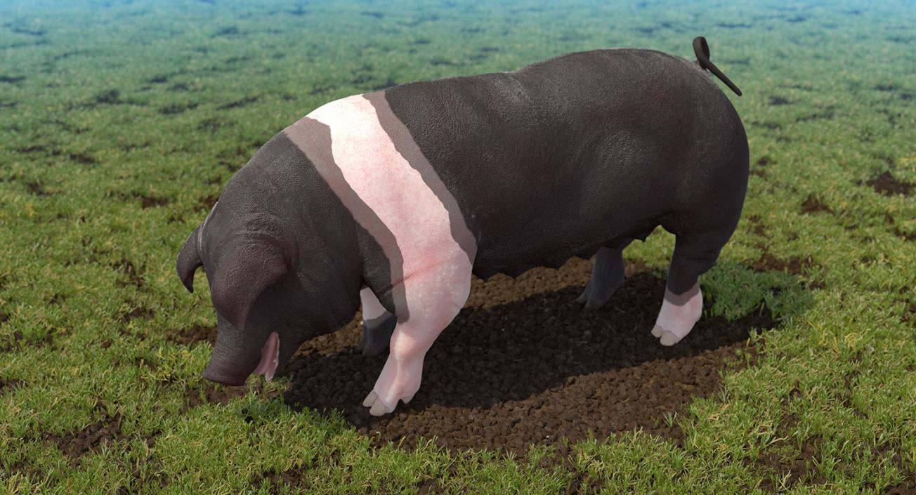 3D Hampshire Pig Sow Standing Pose