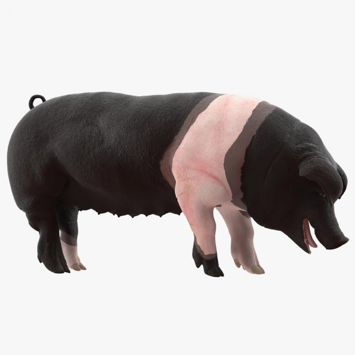 3D Hampshire Pig Sow Standing Pose