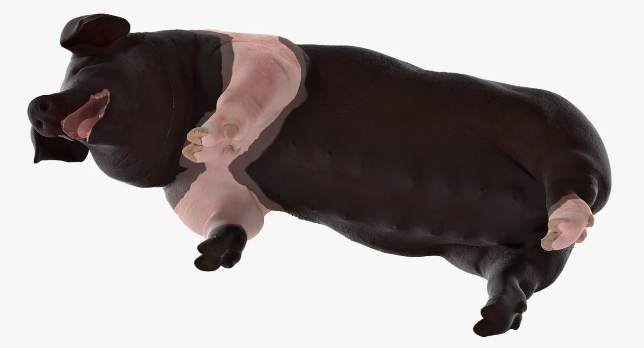 3D Hampshire Pig Sow Standing Pose