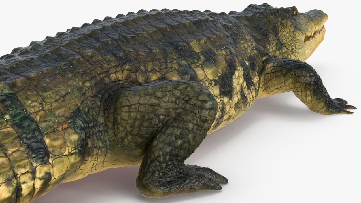 Animated Crocodile Collection 3D model