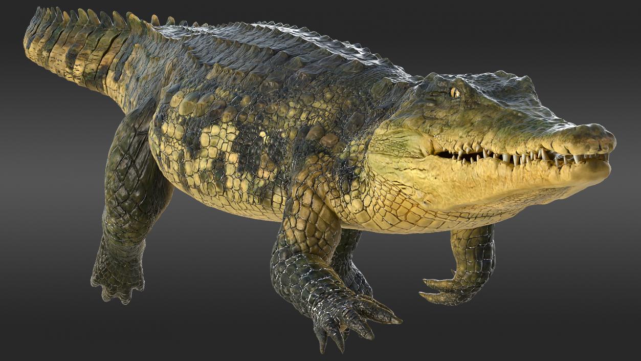 Animated Crocodile Collection 3D model