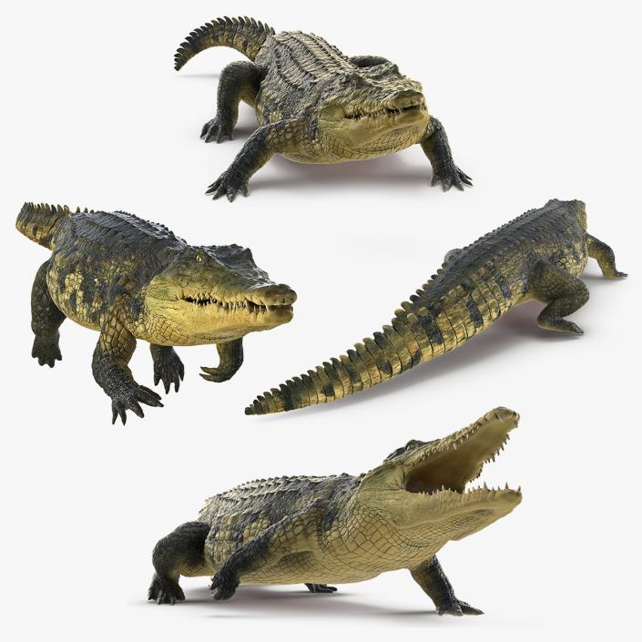 Animated Crocodile Collection 3D model