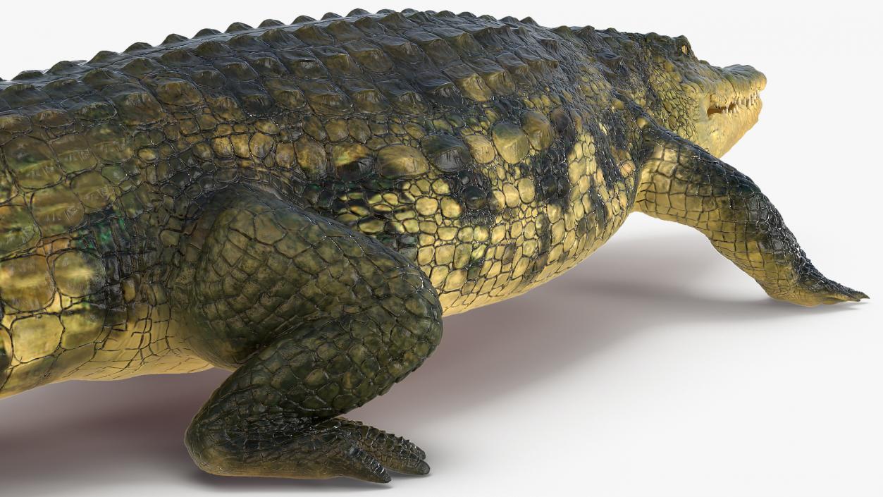 Animated Crocodile Collection 3D model