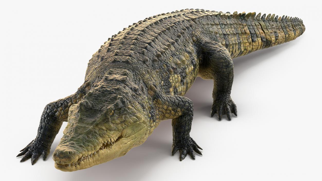 Animated Crocodile Collection 3D model