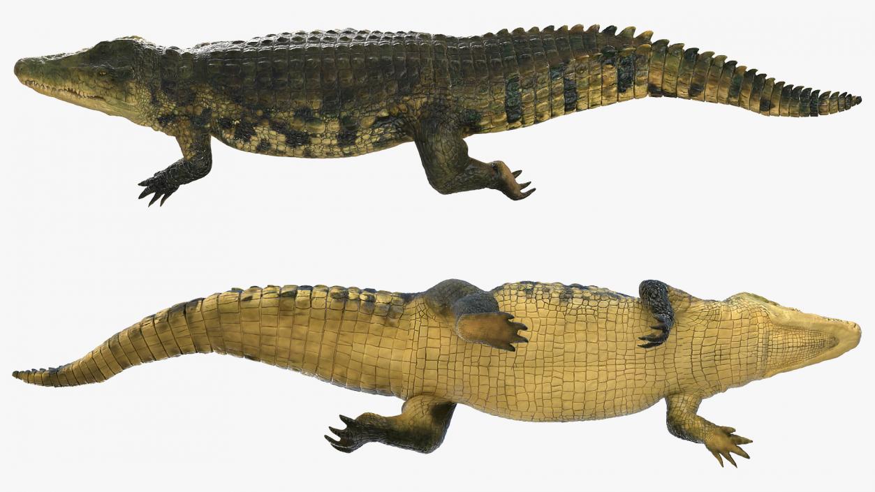 Animated Crocodile Collection 3D model