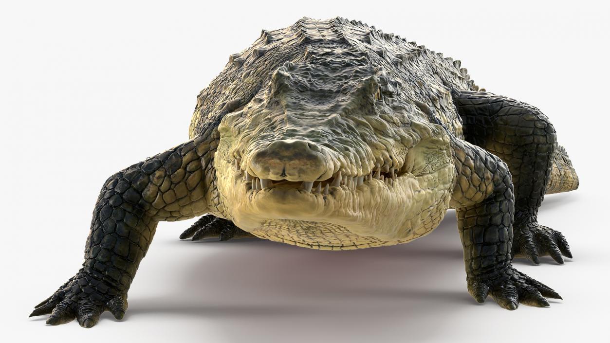 Animated Crocodile Collection 3D model