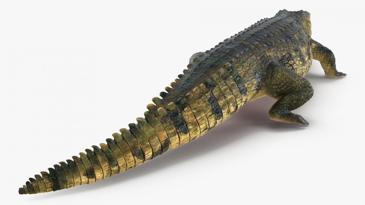 Animated Crocodile Collection 3D model