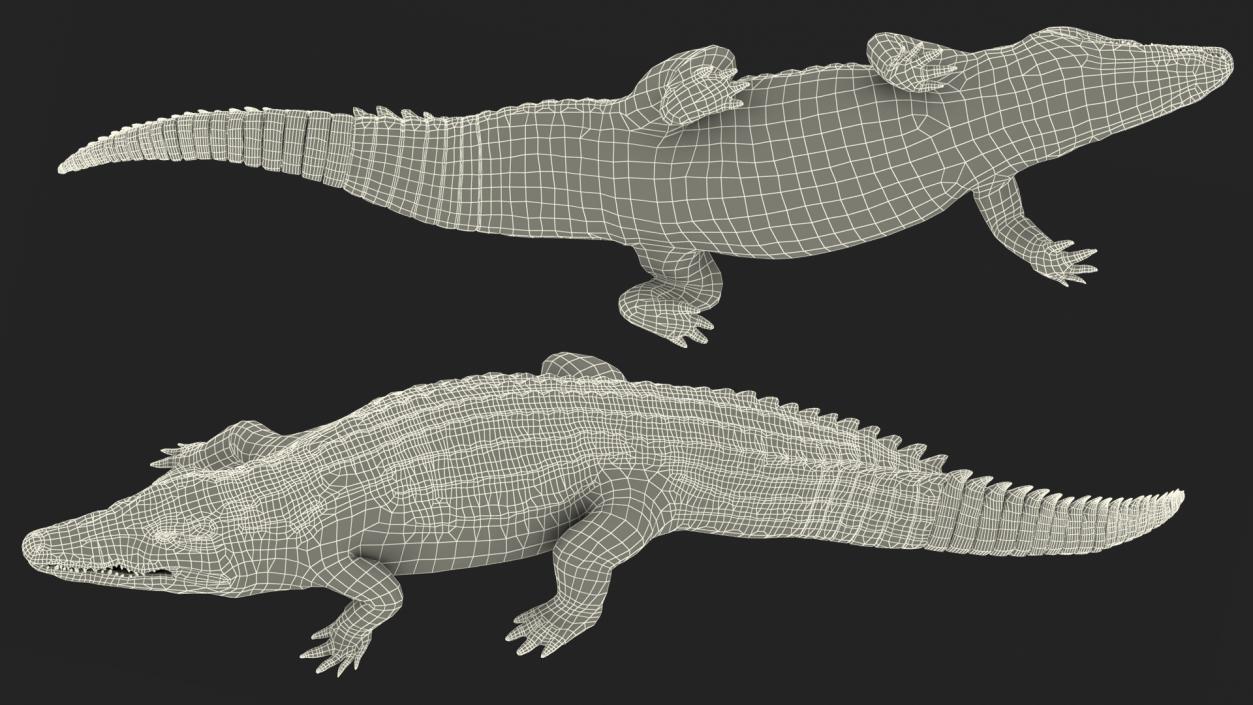 Animated Crocodile Collection 3D model