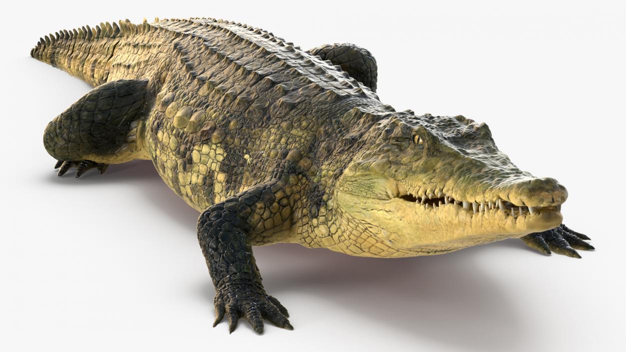 Animated Crocodile Collection 3D model