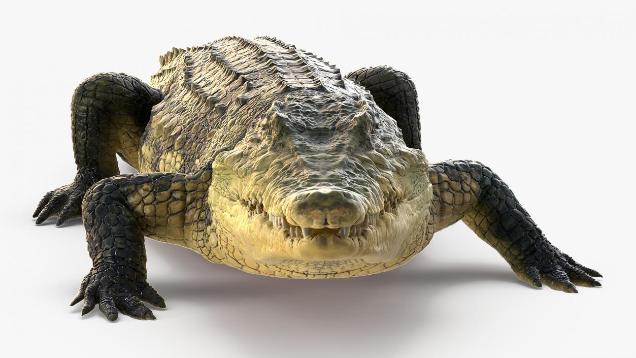 Animated Crocodile Collection 3D model