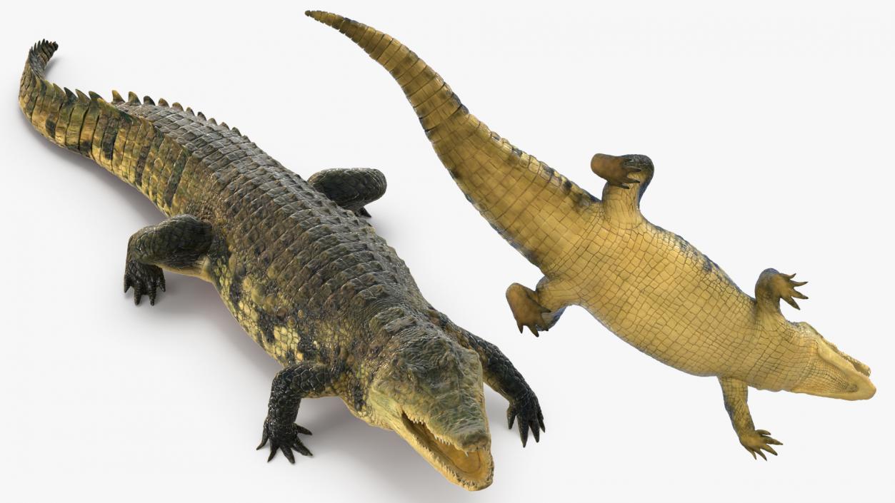 Animated Crocodile Collection 3D model