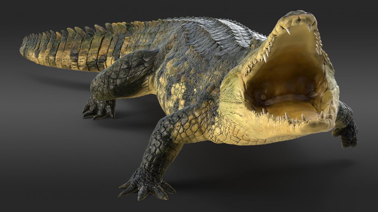 Animated Crocodile Collection 3D model