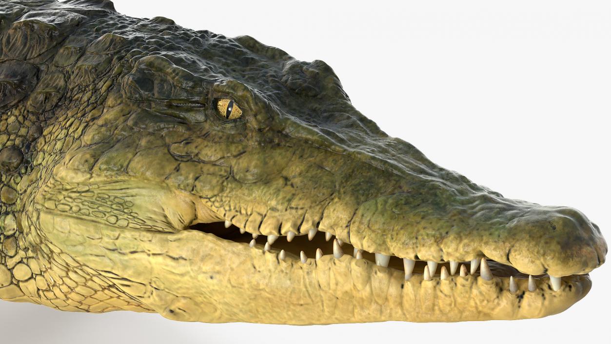 Animated Crocodile Collection 3D model