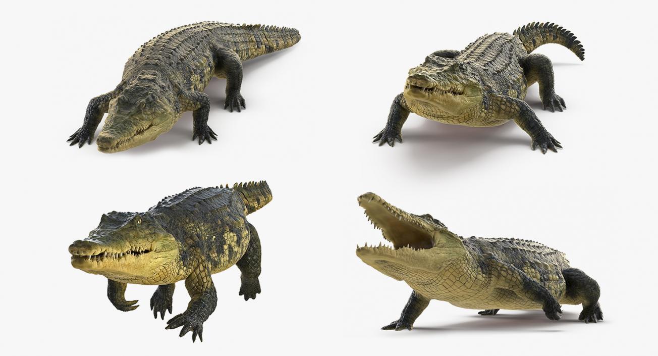 Animated Crocodile Collection 3D model