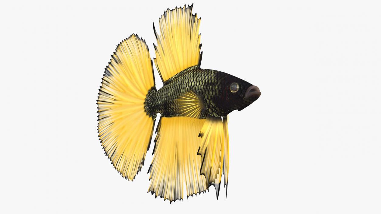 3D Betta Fish Rigged for Cinema 4D