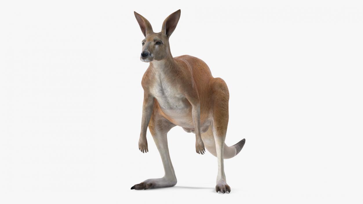 3D model Kangaroo