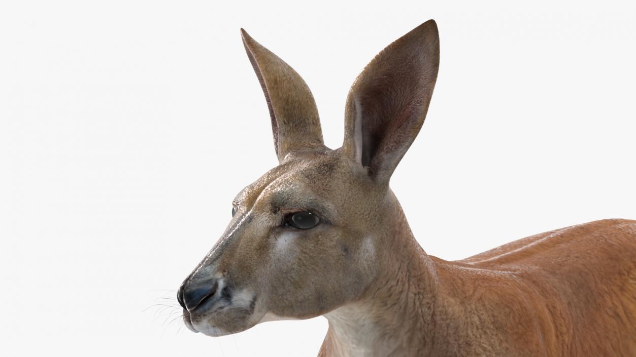 3D model Kangaroo