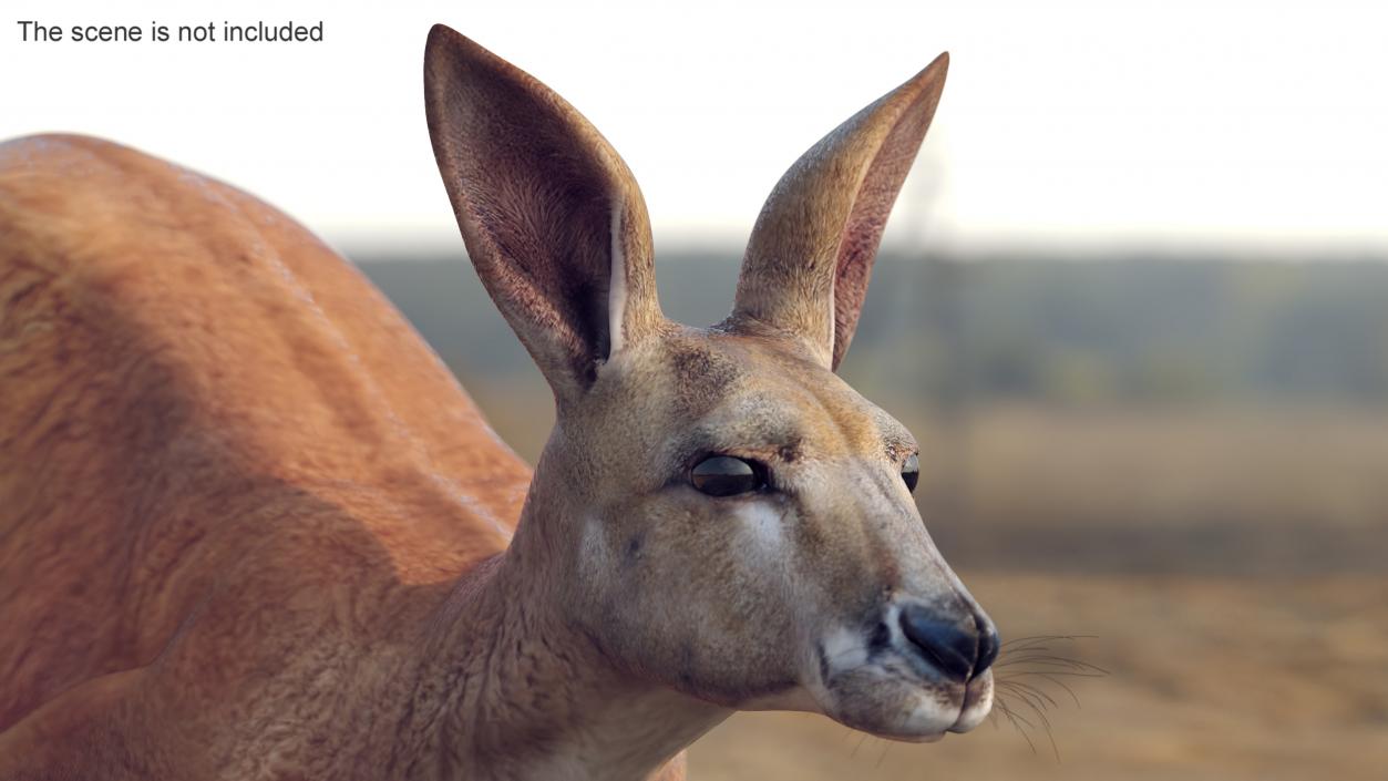 3D model Kangaroo