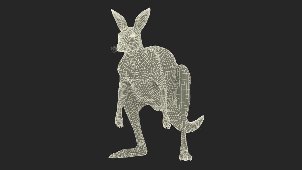 3D model Kangaroo