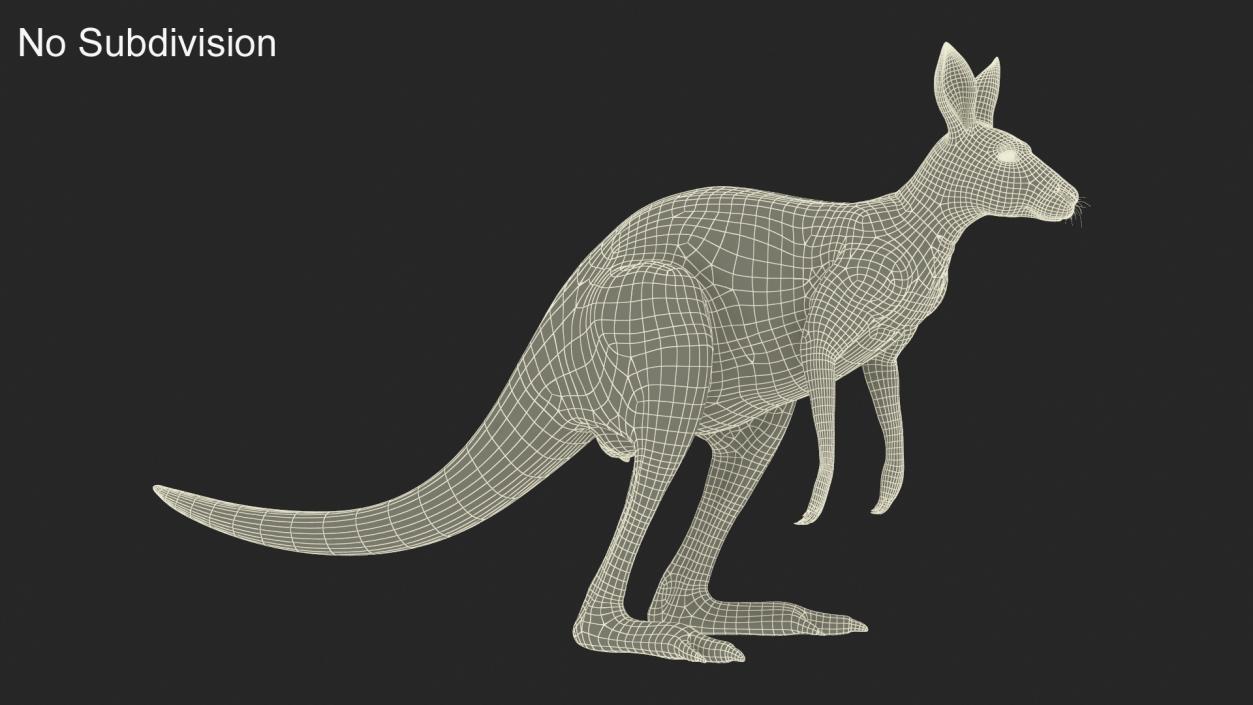 3D model Kangaroo