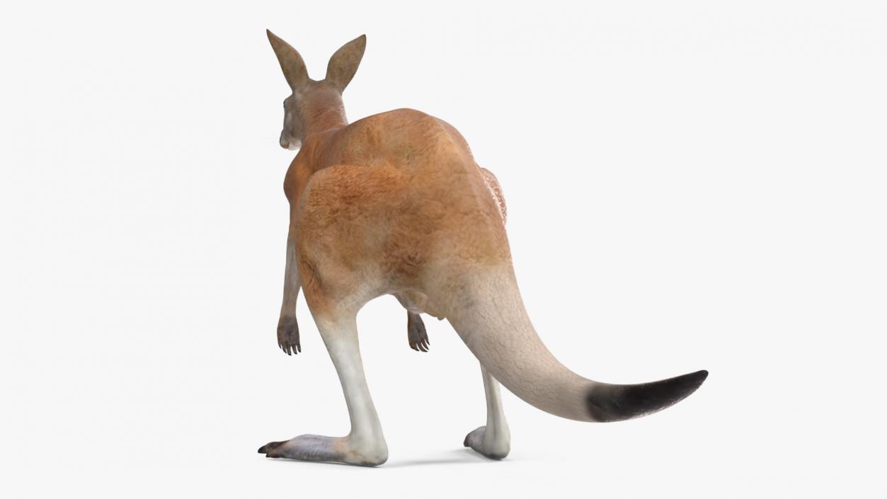 3D model Kangaroo