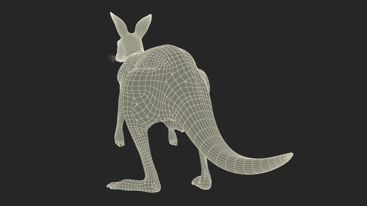 3D model Kangaroo