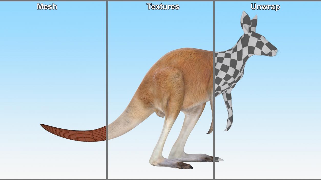 3D model Kangaroo