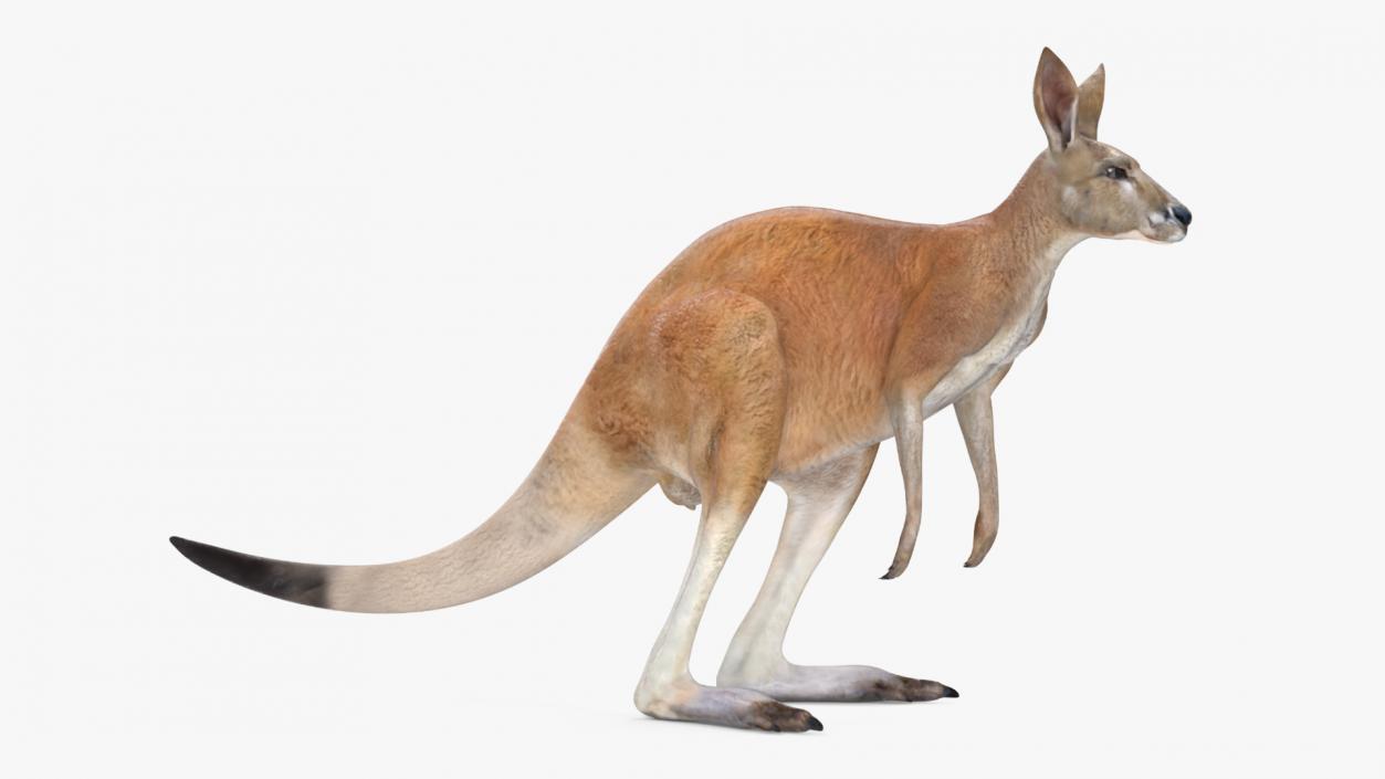 3D model Kangaroo