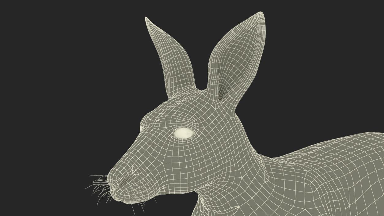 3D model Kangaroo