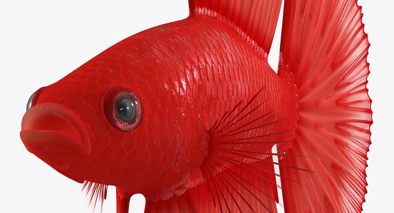 Red Crowntail Betta Fish 3D model