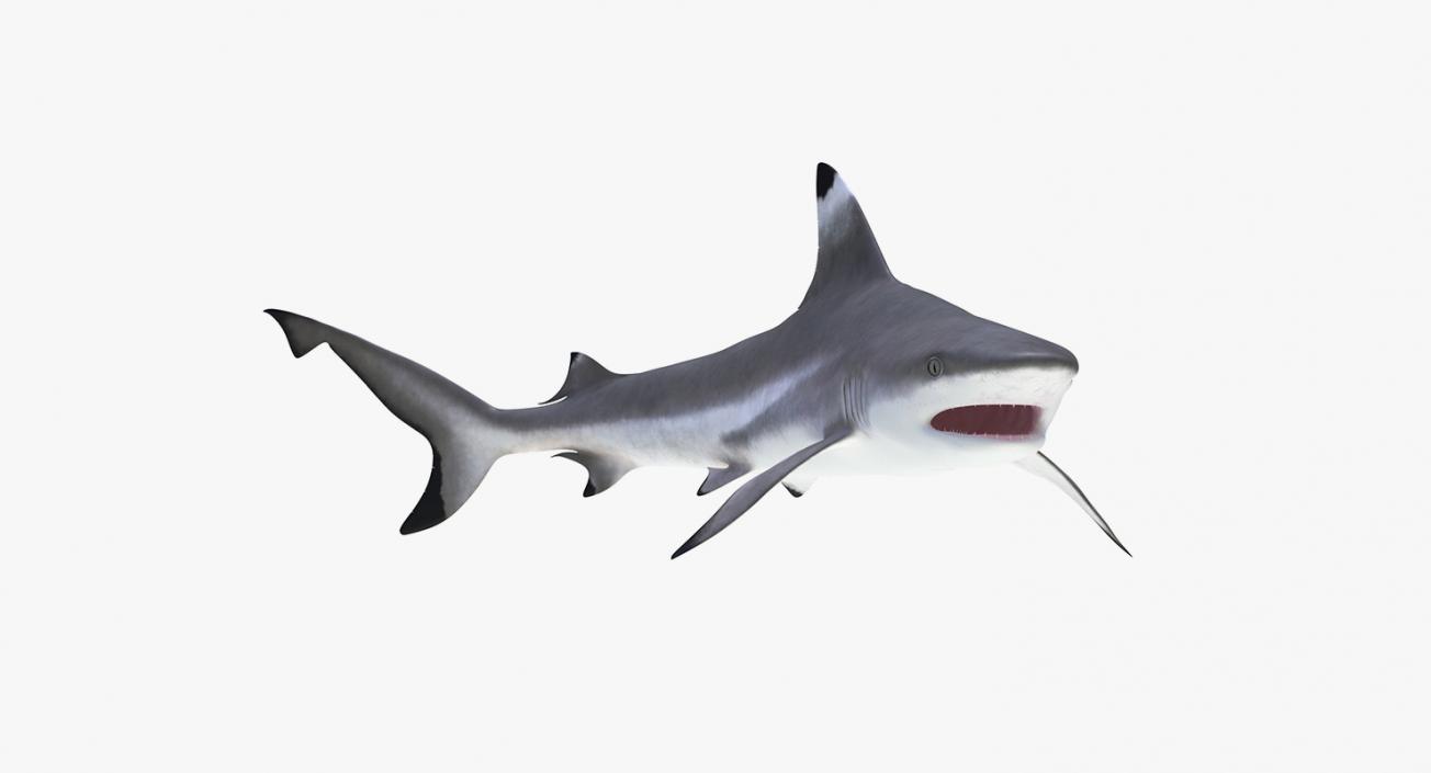 3D Rigged Sharks Collection 5