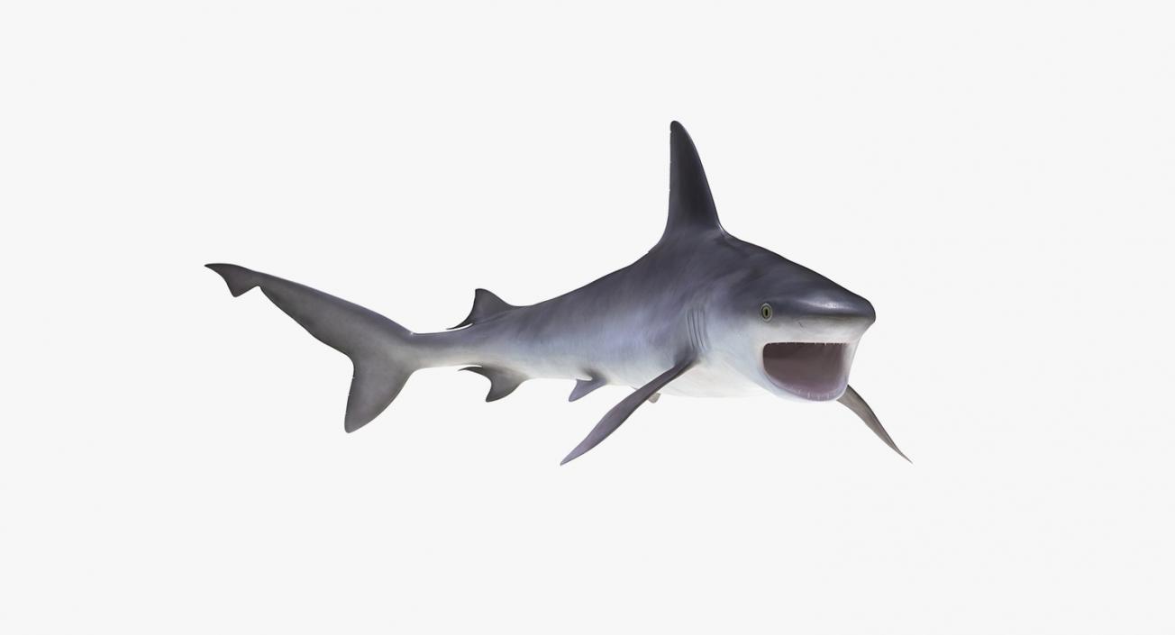 3D Rigged Sharks Collection 5