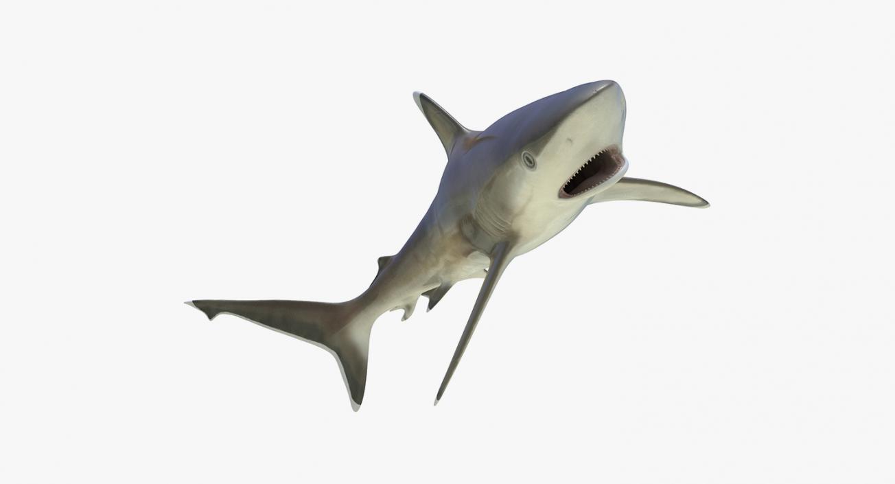 3D Rigged Sharks Collection 5