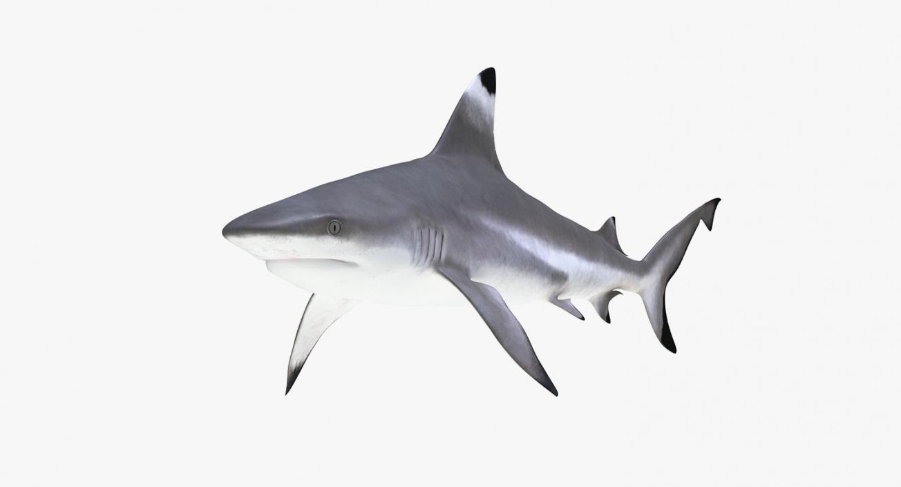 3D Rigged Sharks Collection 5